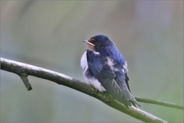 <p>VLAŠTOVKA OBECNÁ (Hirundo rustica) /Barn swallow – Rauchschwalbe/</p>